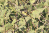 Pericrocotus cinnamomeus