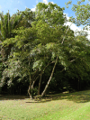West Indian Elm (Guazuma ulmifolia)