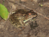 Brown's Leopard Frog (Lithobates brownorum)