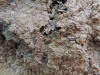 Nozzle-headed Termite (Nasutitermes sp.)