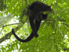 Yucatán Black Howler Monkey (Alouatta pigra)