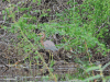 Egretta tricolor