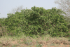 Cashew Tree (Anacardium occidentale)