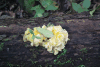 Fungus (Ductifera sp.)