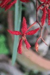 Renanthera bella (Renanthera bella)