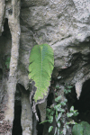 One-leaf Plant (Monophyllaea pendula)