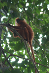 Maroon Leaf Monkey (Presbytis rubicunda)