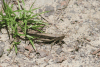 Grasshopper (Stenocatantops splendens)