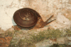Snail (Ariophantinae gen.)
