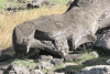 Close-up Head Fallen Moai