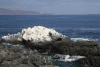 Coastal Rocks Covered Bird