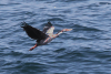Red-legged Cormorant (Phalacrocorax gaimardi)