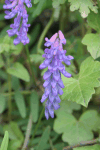 Wildflowers