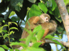 Humboldt's Squirrel Monkey (Saimiri cassiquiarensis)
