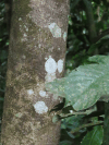 White Spots Fungus Everywhere