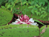 Giant Water Lily (Victoria amazonica)