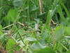 Arundinicola leucocephala