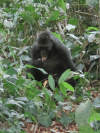Gorilla gorilla gorilla