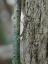 Lichen Mantis (Liturgusa sp.)