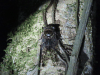 Cicada (Fidicina sp.)