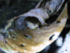 Common Tink Frog (Diasporus diastema)