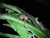Spot-legged Banana Spider (Cupiennius getazi)
