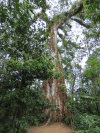 Ceiba (Ceiba sp.)