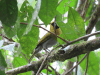 Black-faced Grosbeak (Caryothraustes poliogaster)