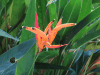 Bird-of-Paradise Flower (Strelitzia reginae)