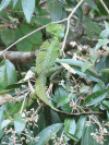 Green Basilisk (Basiliscus plumifrons)