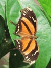 Tiger Leafwing (Consul fabius)