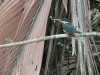 Green-and-rufous Kingfisher (Chloroceryle inda)