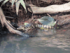 Brown Caiman (Caiman crocodilus fuscus)