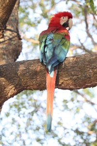 Brazil Birds