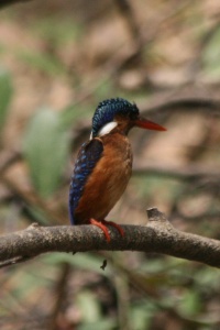 Ghana Birds