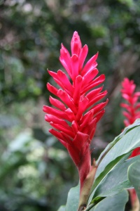Grenada nature page