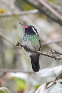 México Birds