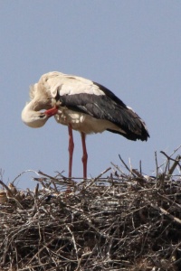 Morocco Birds