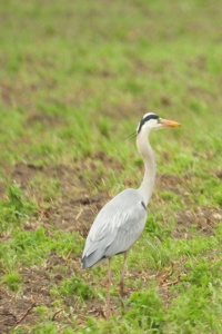 Slovenia Birds