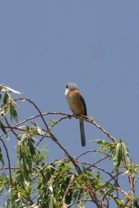 Tibet Birds