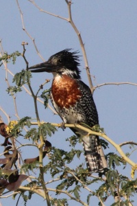 Zambia Birds