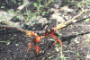 Black Land Crab (Gecarcinus ruricola)