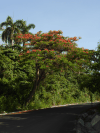 Flamboyant Tree (Delonix regia)