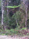 Tree Fern