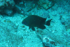 Galápagos Ringtail Damselfish (Stegastes beebei)