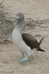 Galápagos Blue-footed Booby (Sula nebouxii excisa)