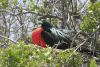 Great Frigatebird (Fregata minor)