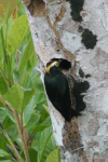 Yellow-tufted Woodpecker (Melanerpes cruentatus)
