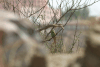 Merops viridissimus