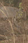 Tantalus Monkey (Chlorocebus tantalus)